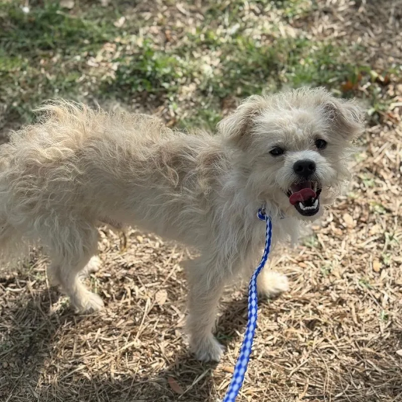 A young small-sized male White / Cream Poodle dog named Kraken for adoption in Wadena, MN