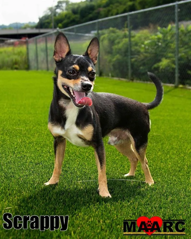 A young small-sized male Chihuahua dog named Scrappy for adoption in Maryville, TN