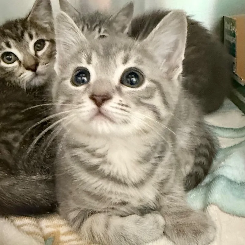 A baby small-sized female Gray / Blue / Silver Domestic Short Hair cat named Jolene for adoption in Marshall, VA