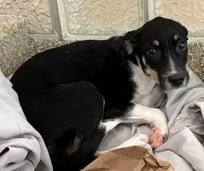 A baby small-sized female Chihuahua dog named Jenny for adoption in Washington, DC