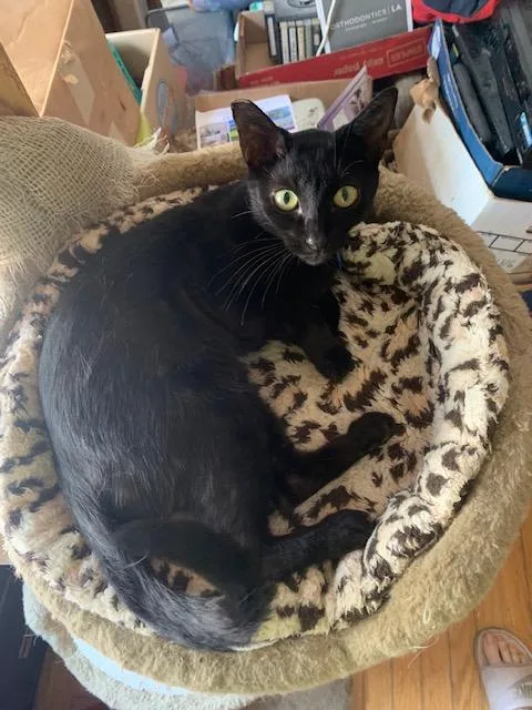 Panther  Contact Sylva