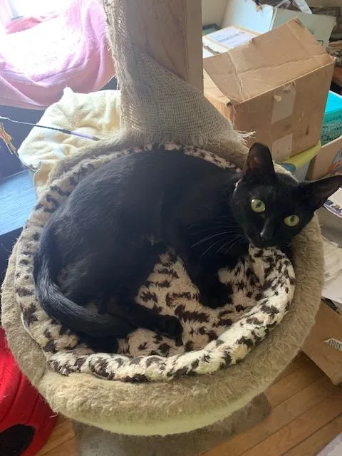 Panther  Contact Sylva thumbnail 2