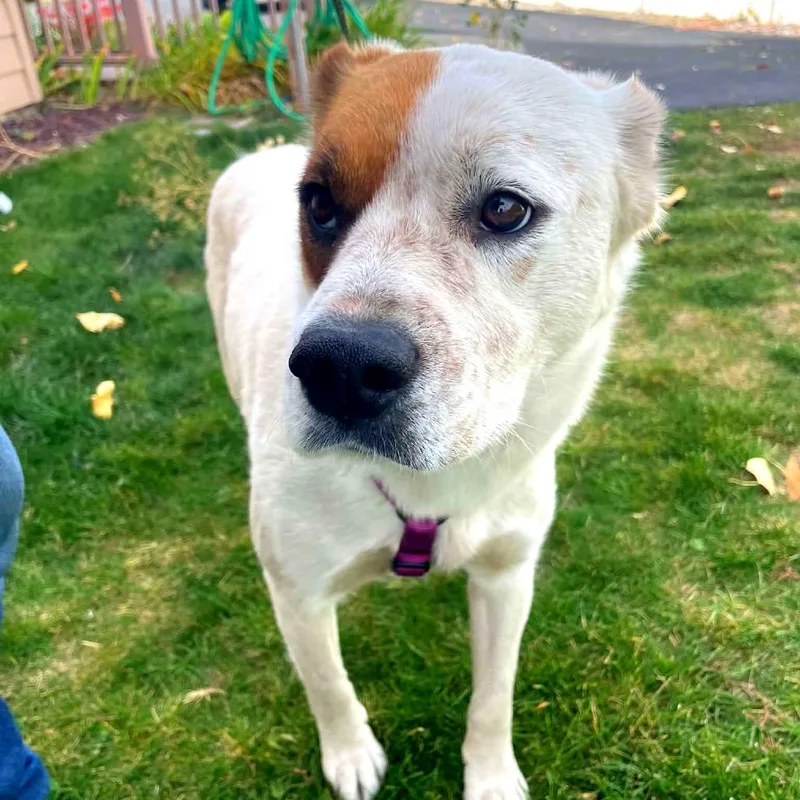 An adult medium-sized female Cattle Dog dog named Patrice for adoption in TONASKET, WA