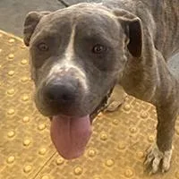 A young large-sized male Brindle Pit Bull Terrier dog named Alan Walker URGENT for adoption in Thousand Oaks, CA