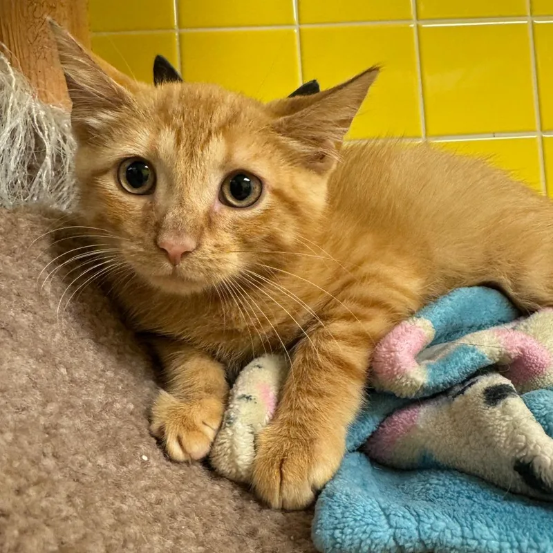 A young small-sized male Orange / Red Domestic Short Hair cat named Dijon for adoption in Cedar Rapids, IA