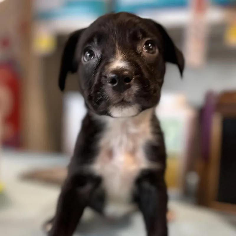 A baby medium-sized male Black Pit Bull Terrier dog named Hershey for adoption in Kissimmee, FL