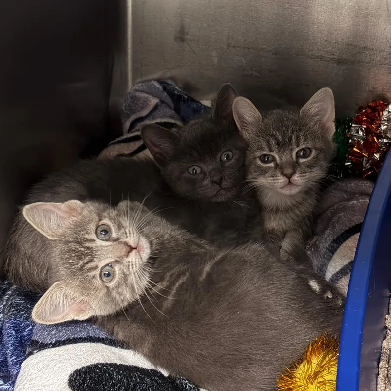A baby small-sized female Gray / Blue / Silver Domestic Medium Hair cat named Buttercup for adoption in Hampton Bays, NY