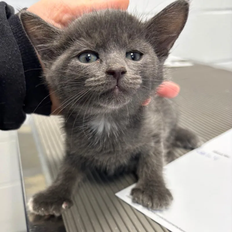 Buttercup thumbnail 2