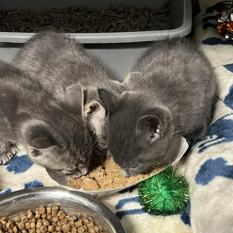 Buttercup thumbnail 3