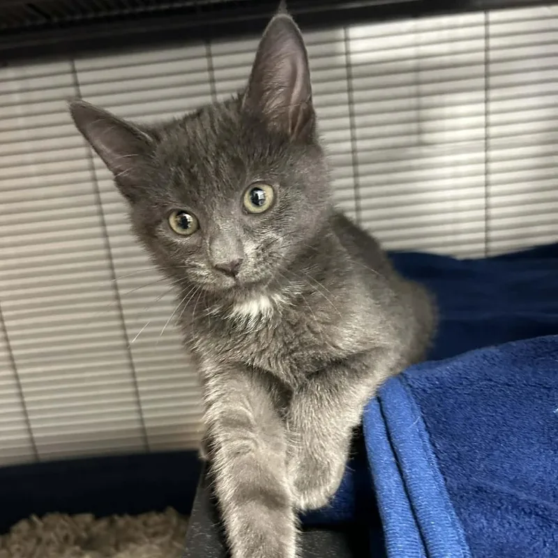 Buttercup thumbnail 4