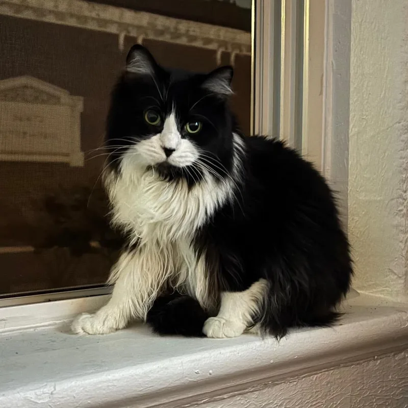 A senior large-sized female Domestic Medium Hair cat named Herida for adoption in Indianapolis, IN