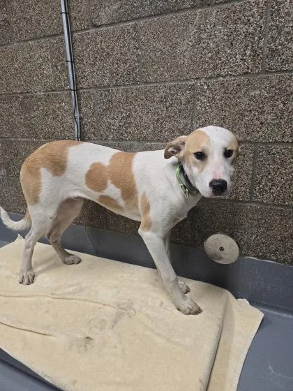 A young large-sized male Mixed Breed dog named Yosemite for adoption in Eugene, OR