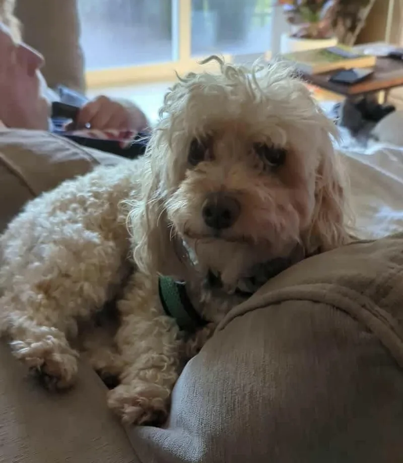 Fozzie Bear thumbnail 2