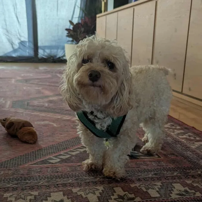 Fozzie Bear thumbnail 3