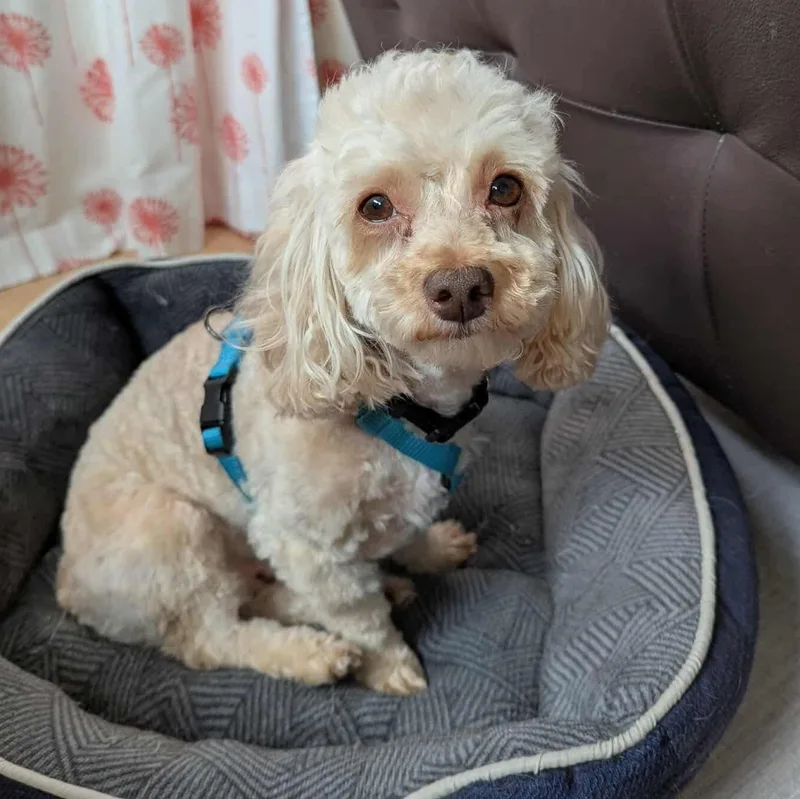 Fozzie Bear thumbnail 4