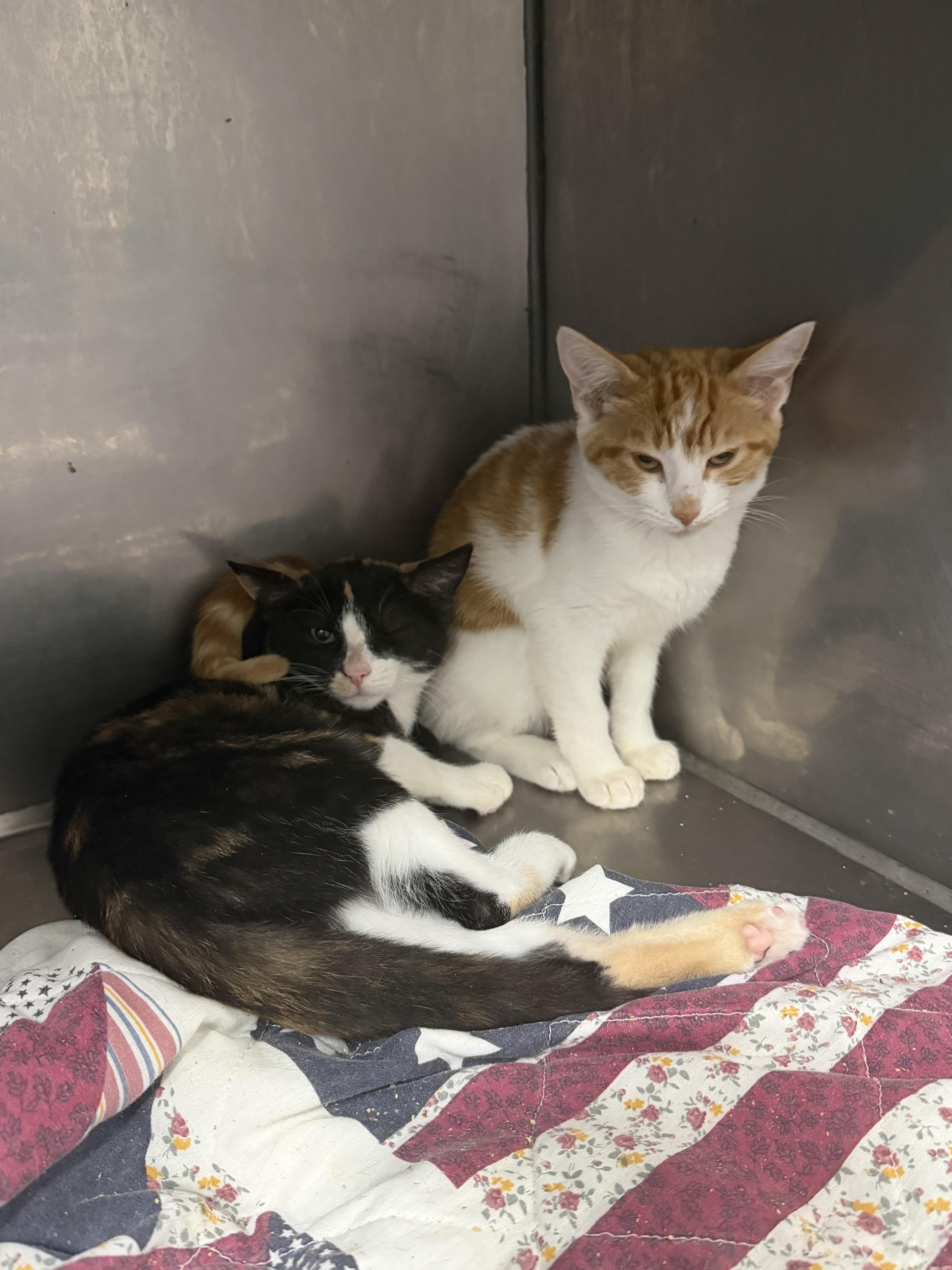 A baby small-sized female Domestic Short Hair cat named Hamburger and Hot dog for adoption in Elizabethtown, NC