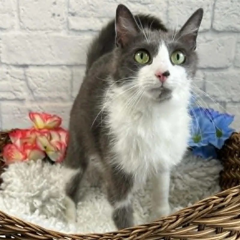 A young medium-sized female Gray / Blue / Silver Domestic Short Hair cat named Ribbon for adoption in Harrisonburg, VA