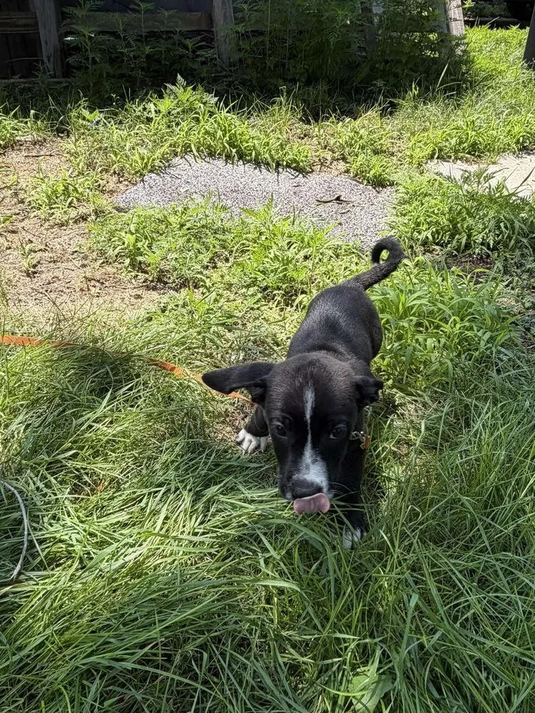 A baby small-sized male Tricolor (Brown, Black, & White) Dachshund dog named Nutty Buddy for adoption in Rockland, WI