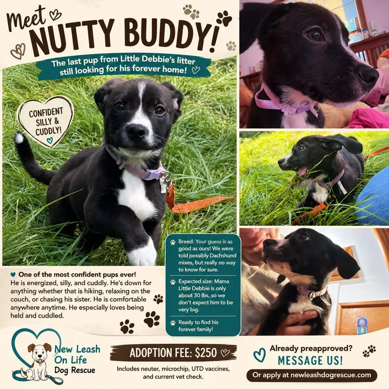 Nutty Buddy thumbnail 4