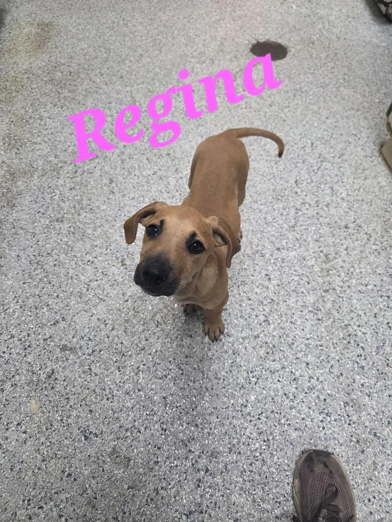 A baby medium-sized female Hound dog named Regina for adoption in Livingston, LA