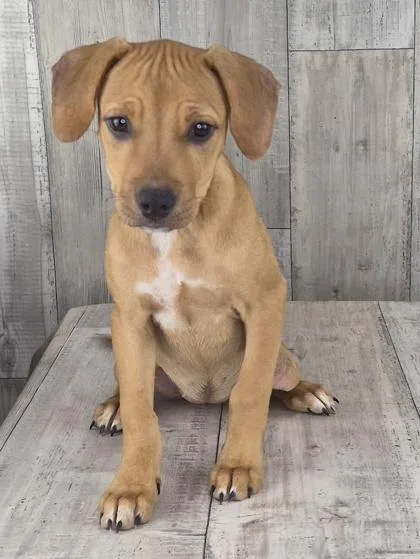 An adult small-sized female Mixed Breed dog named Jessie for adoption in Shreveport, LA