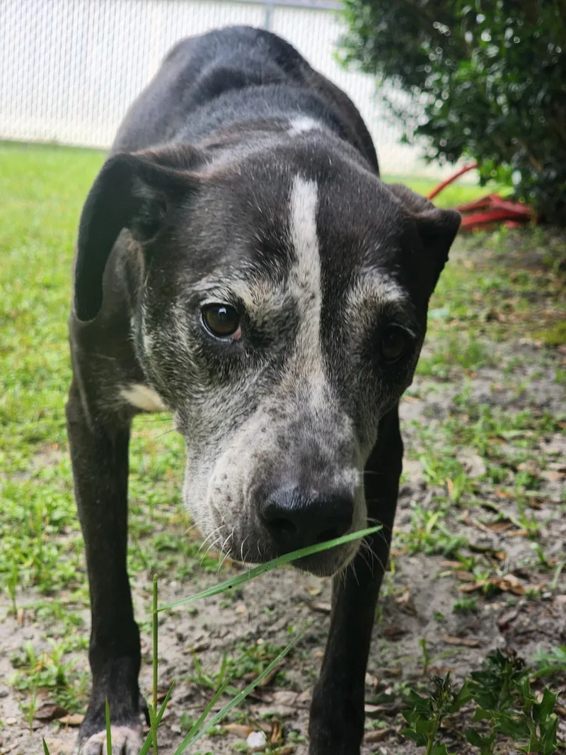 A senior medium-sized female Black Terrier dog named Shirley Manson for adoption in Slidell, LA