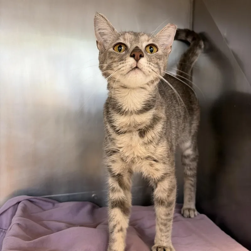 A young medium-sized female Gray / Blue / Silver Domestic Short Hair cat named Fluoride for adoption in Birdsboro, PA