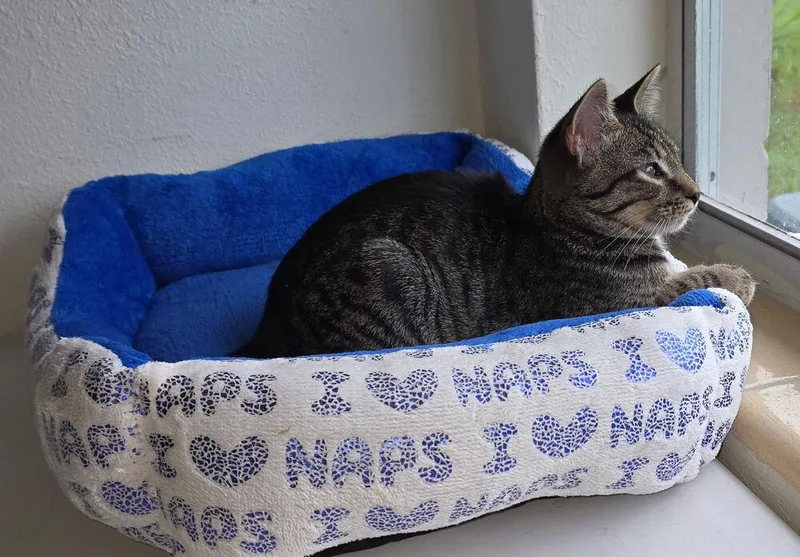 A baby small-sized male Domestic Short Hair cat named Roadie for adoption in Deland, FL