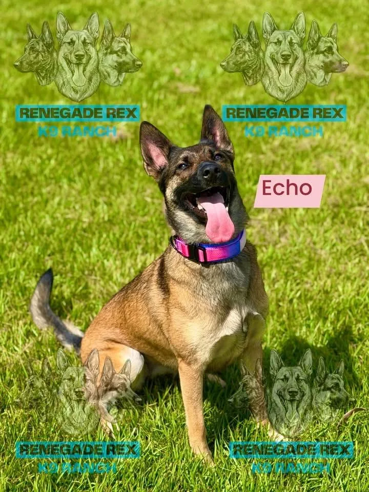 An adult medium-sized female Belgian Shepherd / Malinois dog named Echo for adoption in Port Saint Lucie, FL