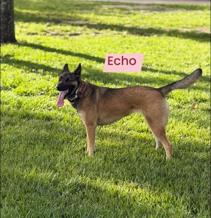 Echo thumbnail 2