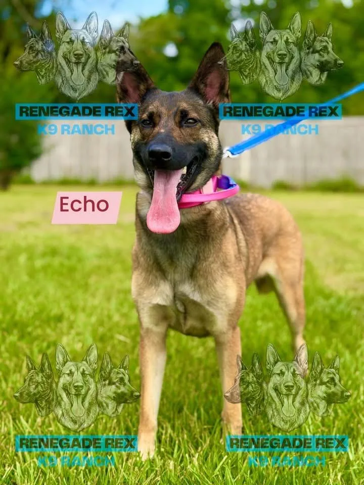 Echo thumbnail 3
