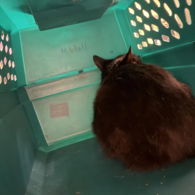 An adult medium-sized female Black Domestic Short Hair cat named Rosemary for adoption in Chapel Hill, NC