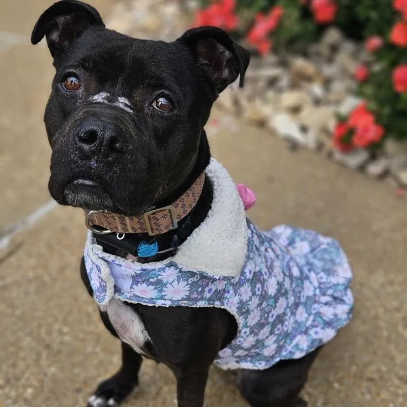A senior medium-sized female Black Pit Bull Terrier dog named Josie for adoption in Chesapeake, VA