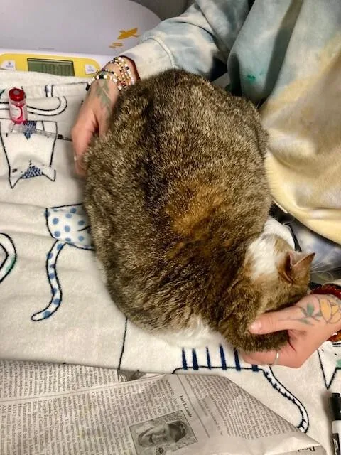 An adult large-sized female Gray / Blue / Silver Domestic Short Hair cat named Putz for adoption in Cincinnati, OH