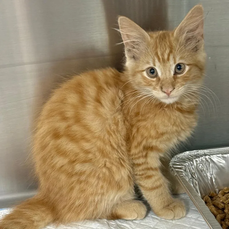 A young medium-sized male Orange / Red Domestic Medium Hair cat named Sweet Potato for adoption in Parkland, FL