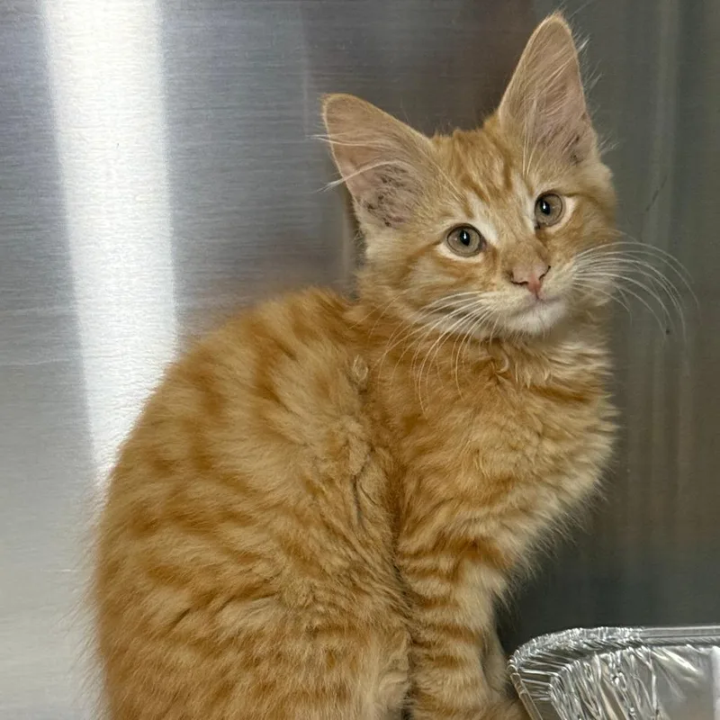 Sweet Potato thumbnail 2