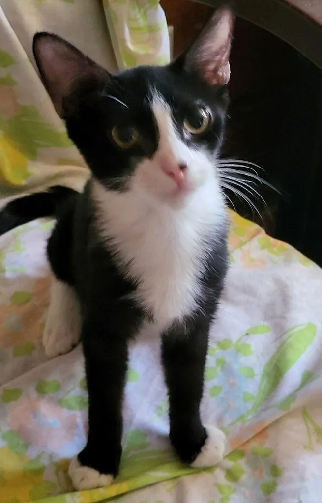 A young medium-sized male Black & White / Tuxedo Domestic Short Hair cat named Archi for adoption in Littlerock, CA