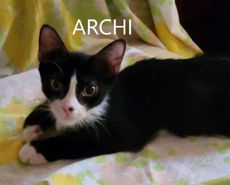 Archi thumbnail 2