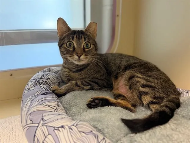 A young medium-sized female Domestic Short Hair cat named Willow for adoption in Louisville, KY