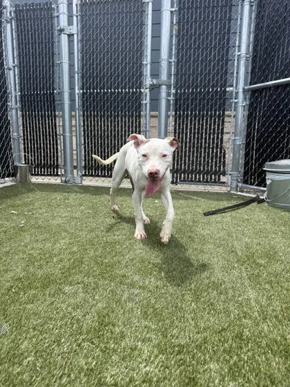 An adult large-sized male Mixed Breed dog named Spot for adoption in Lafayette, IN