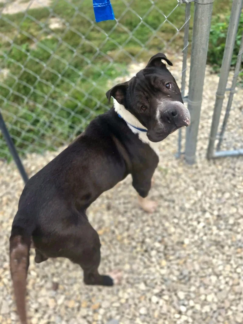An adult medium-sized male Shar-Pei dog named Sarge for adoption in Manhattan, KS