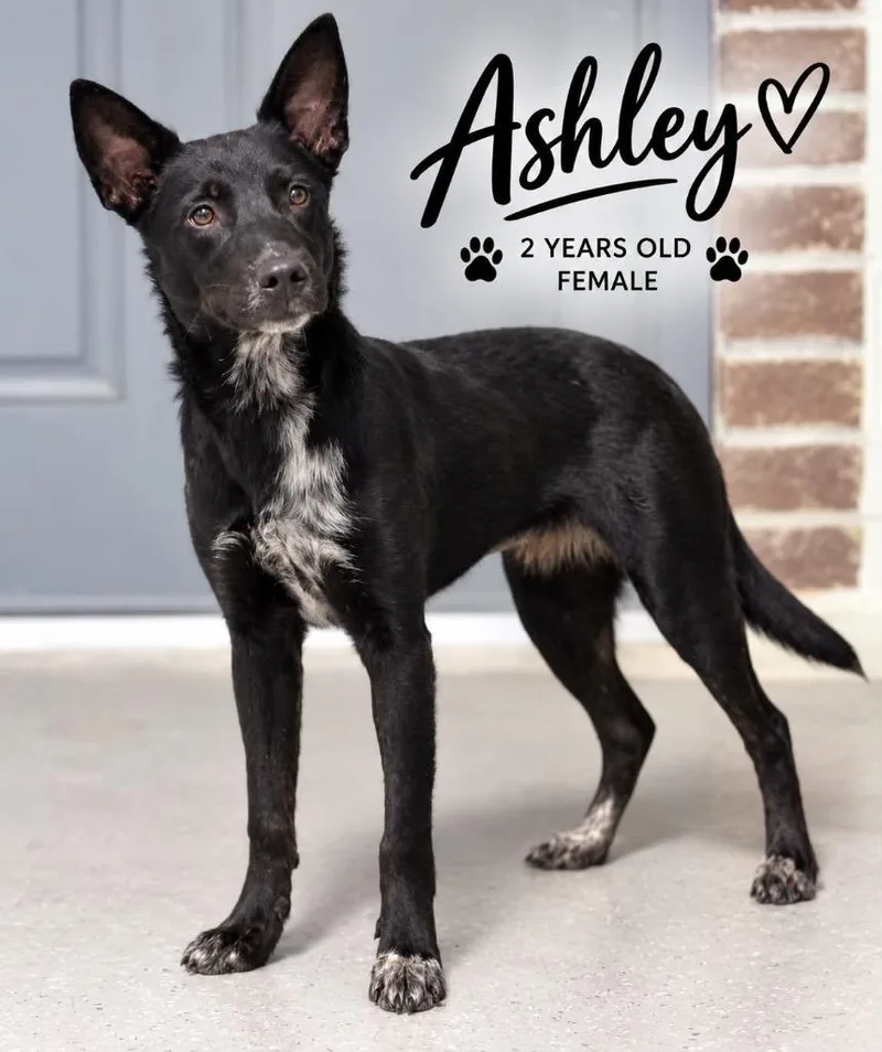 Ashley