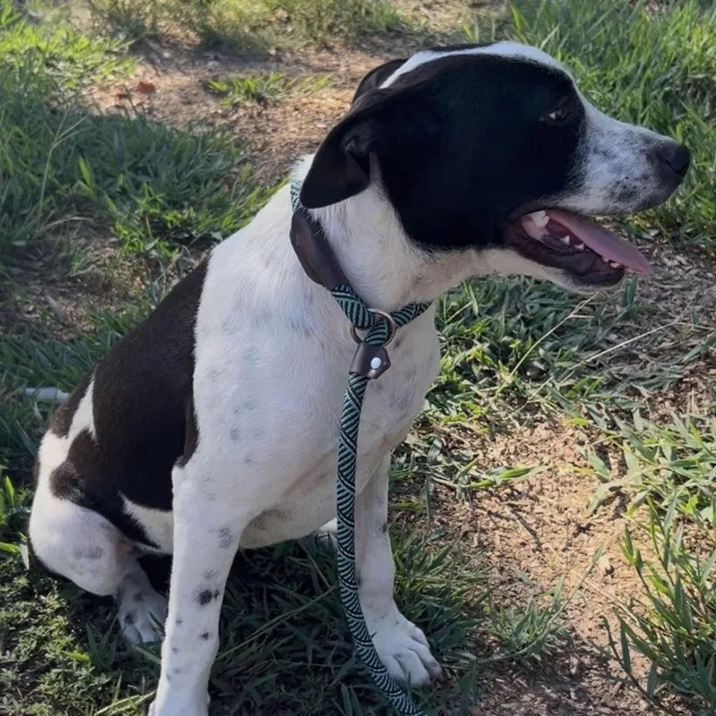 A young medium-sized male Border Collie dog named Speed bump for adoption in Queen City, TX