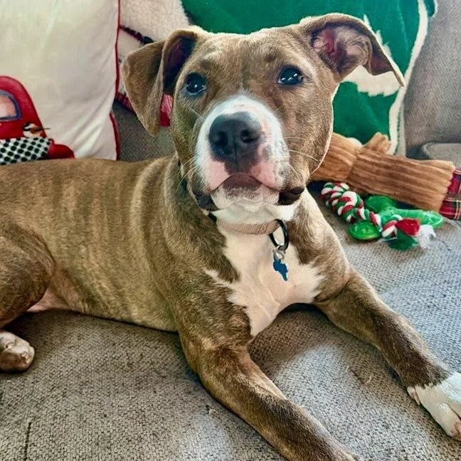 Penelope thumbnail 3