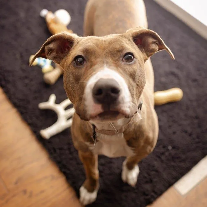 Penelope thumbnail 5