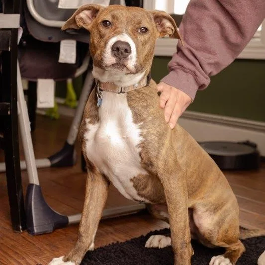 Penelope thumbnail 6