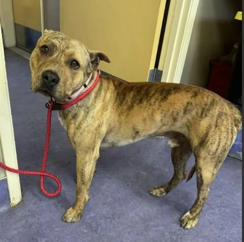 A young large-sized male Pit Bull Terrier dog named Marcus for adoption in Santa Maria, CA