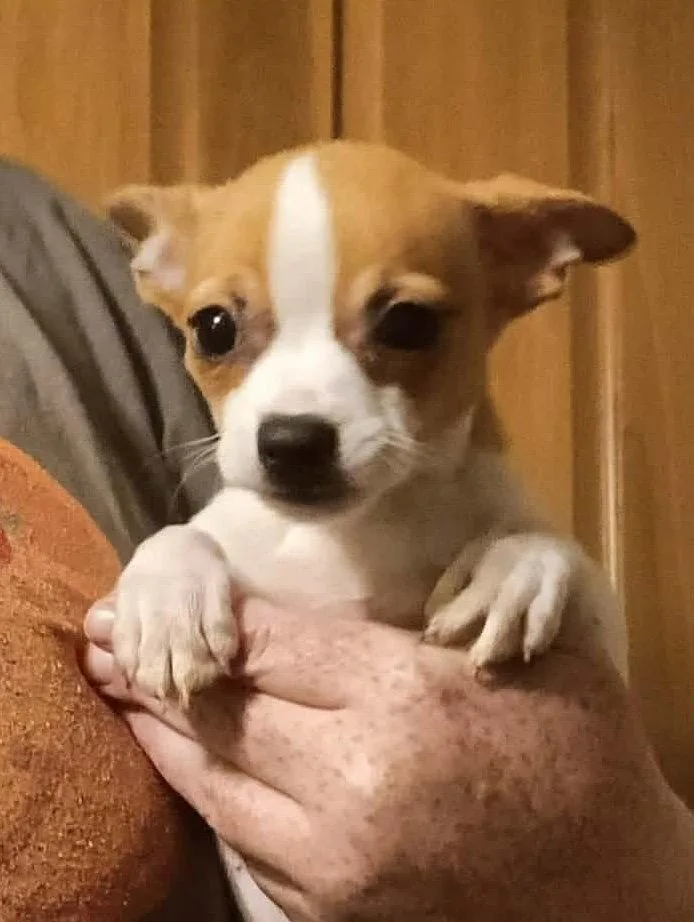 A baby medium-sized female Chihuahua dog named Three Chi Company  for adoption in Ashville, OH