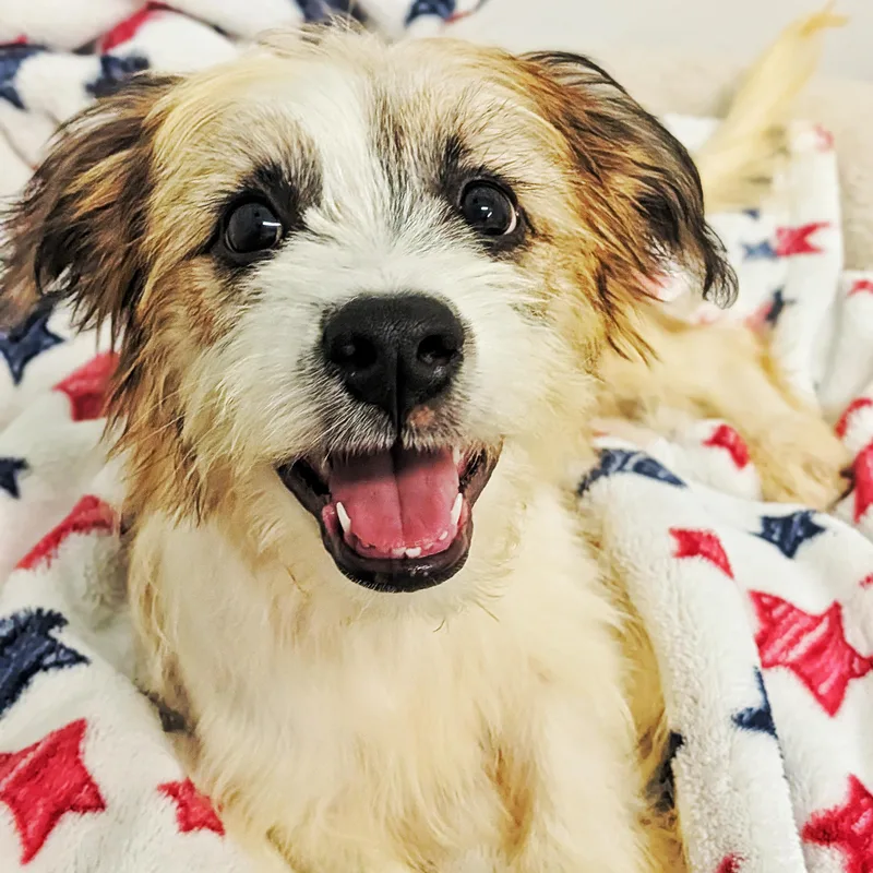 A baby small-sized female Terrier dog named Mocha for adoption in Eustis, FL