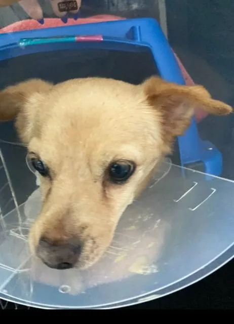 A senior small-sized male Chihuahua dog named Jasper for adoption in Camarillo, CA